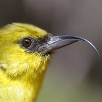 Клюв акиаполаау