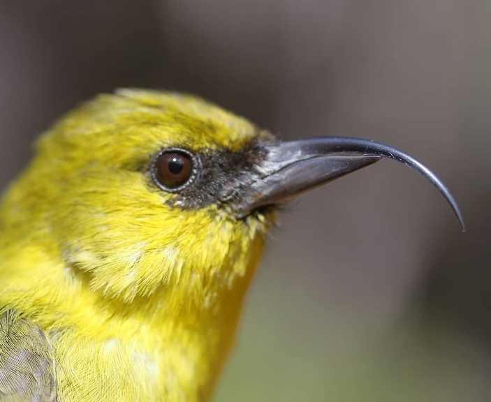 Клюв акиаполаау