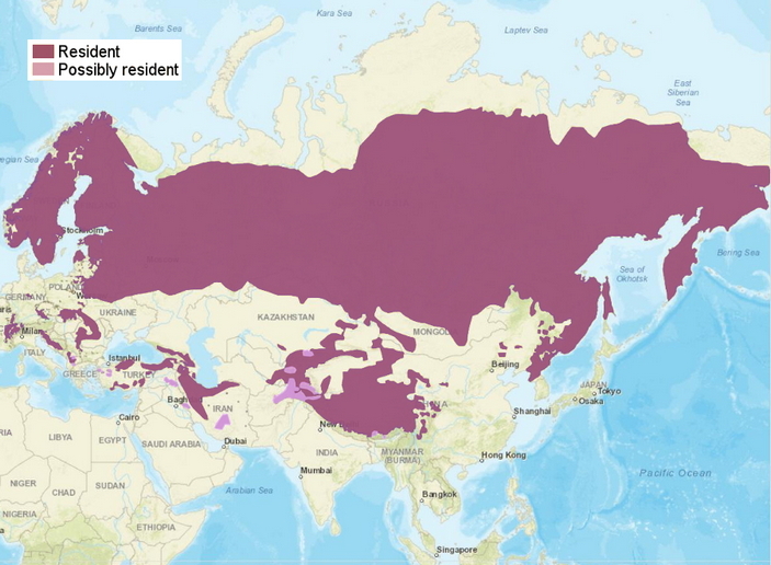 Ареал обыкновенной рыси
