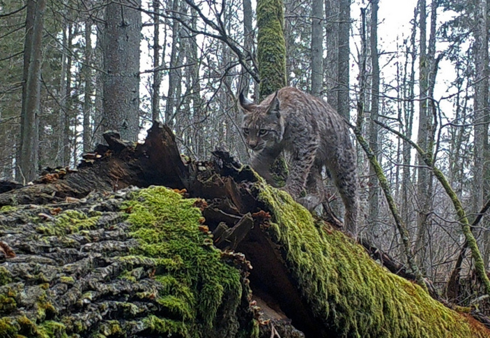 Рысь в засаде