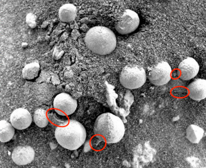 Голубичины, принятые за грибы