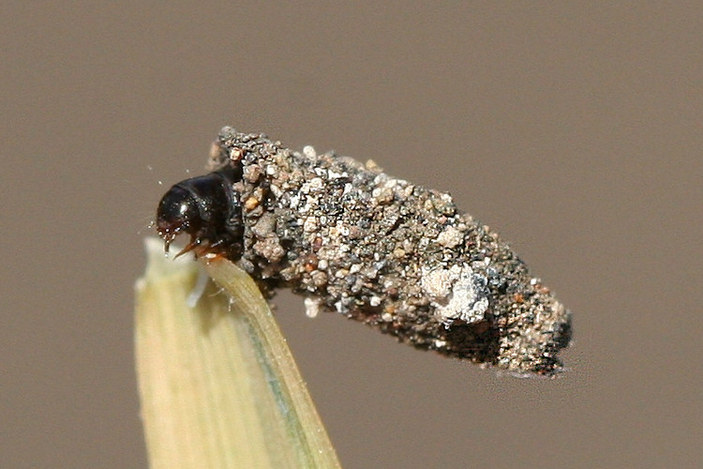 Гусеница с чехликом из кусочков раковин