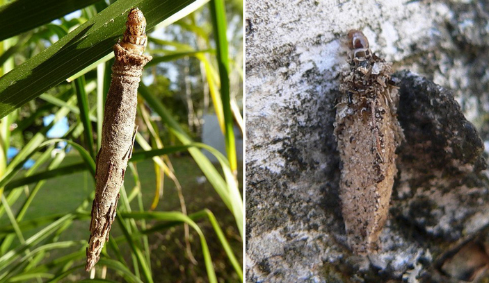 Сигарообразный и трехгранный чехлик