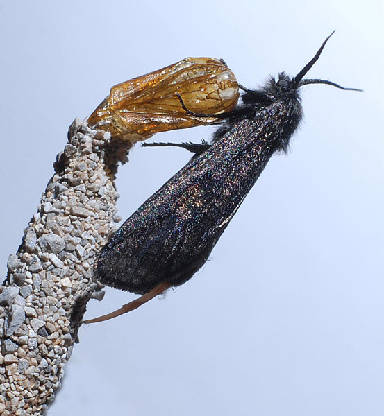 Бабочка на чехлике