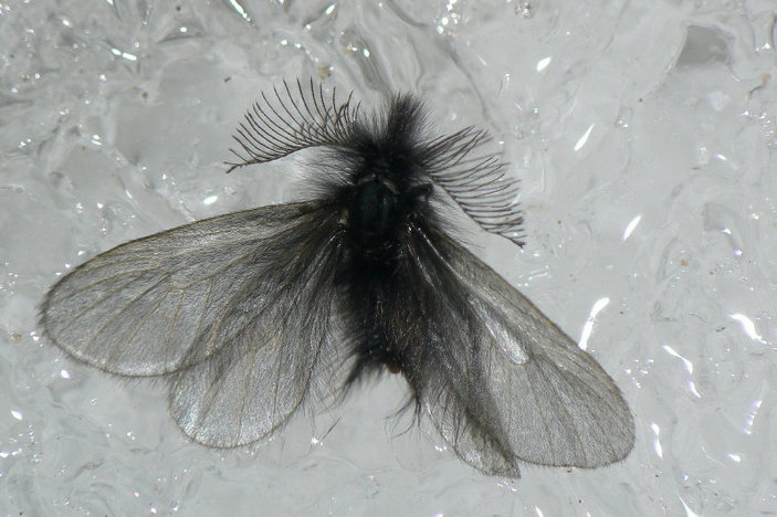 Усатый самец бабочки мешочницы