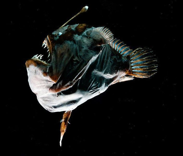 Самка и самец удильщика