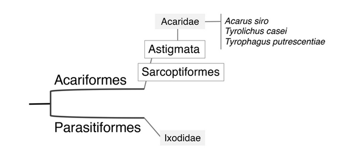 Систематика клещей