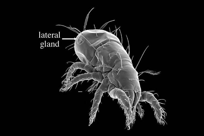 Латеральная железа клеща
