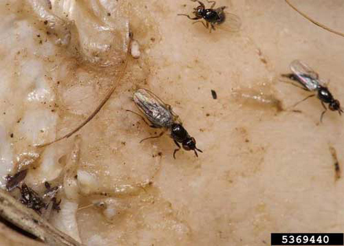 Сырные мухи на сыре