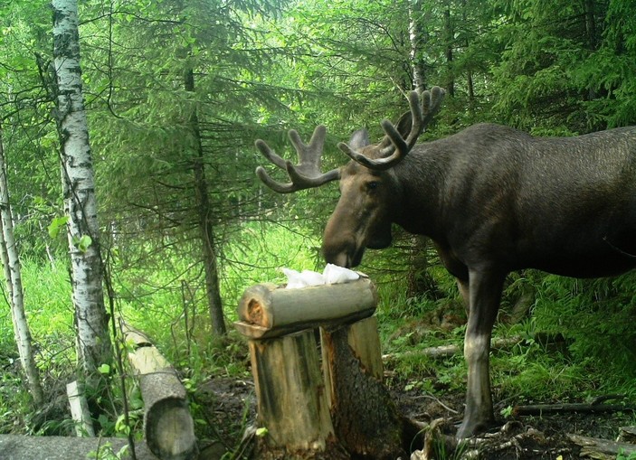 Самец лося на солонце
