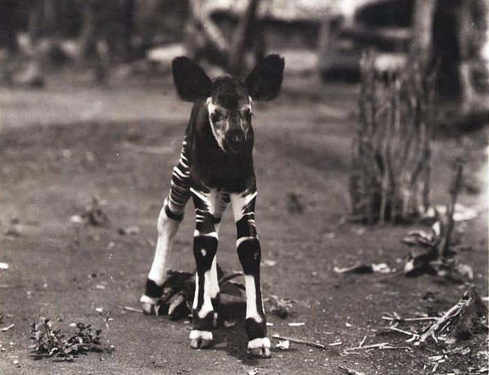 Недельный детеныш окапи