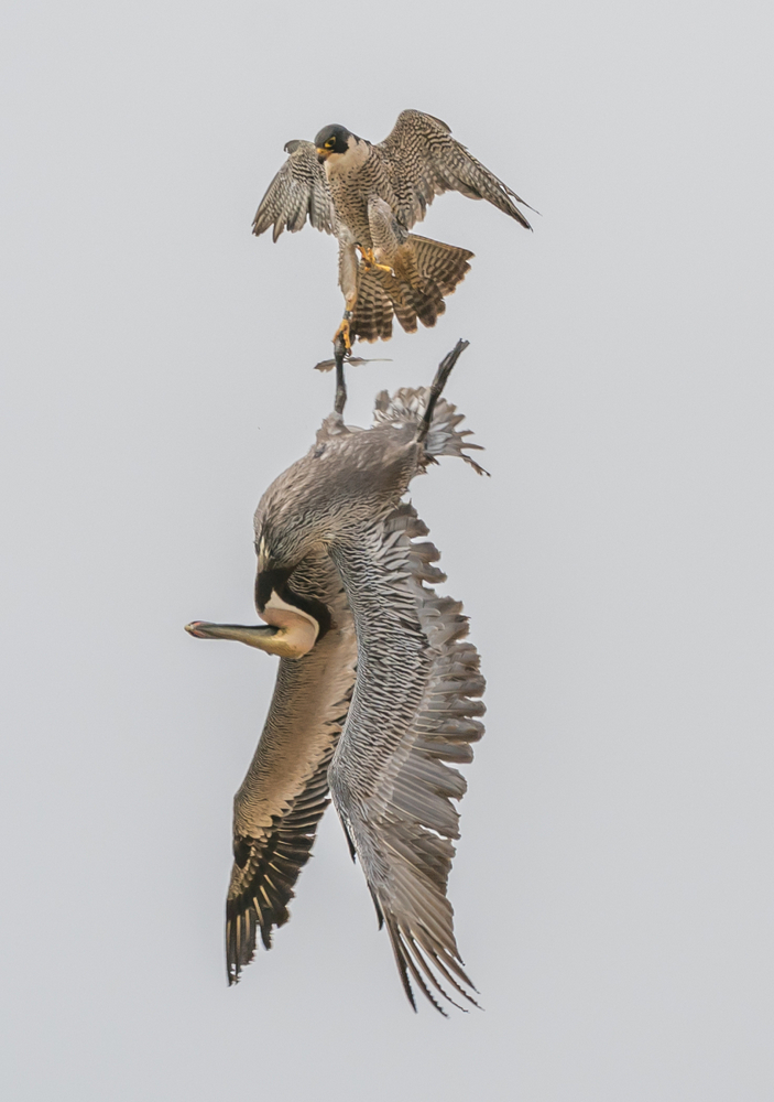 Сапсан и пеликан