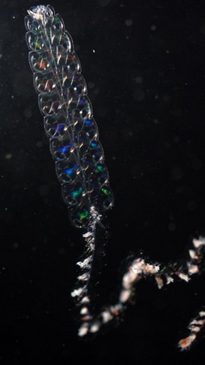 Сифонофора Pyrostephos