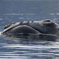 Северотихоокеанский гладкий кит