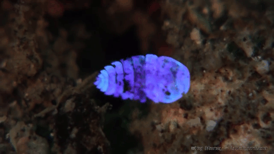 Морской сапфир, самец