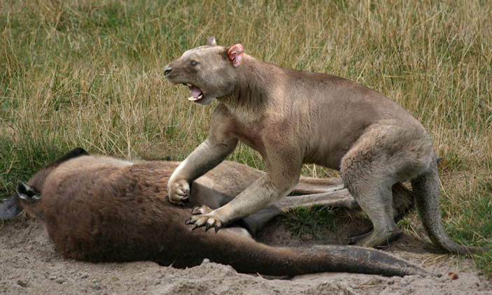Сумчатый лев у туши кенгуру