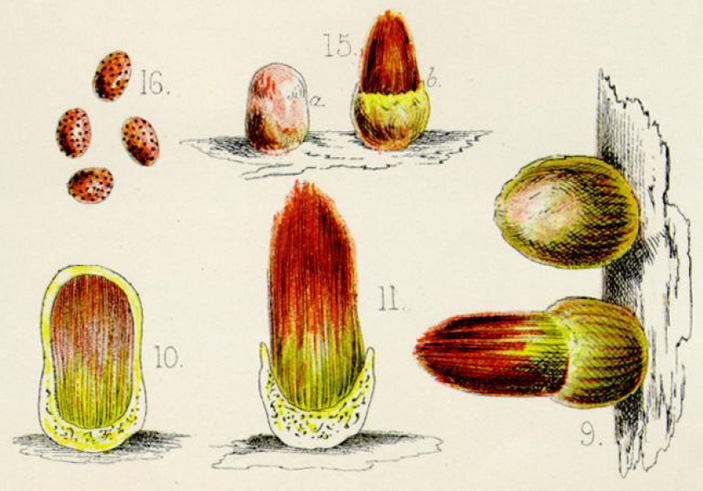 Зрелые и незрелые плодовые тела Trichocoma paradoxa