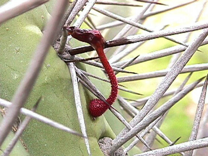 Проросток кактусовой омелы