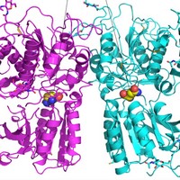 Рецептор вкуса умами