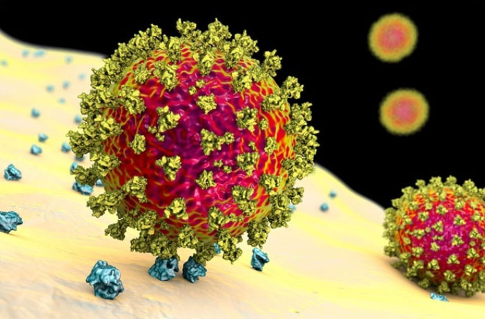 SARS-CoV-2, связавшийся с ACE2 на поверхности клетки