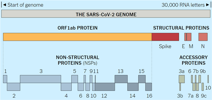 Структура генома SARS-CoV-2