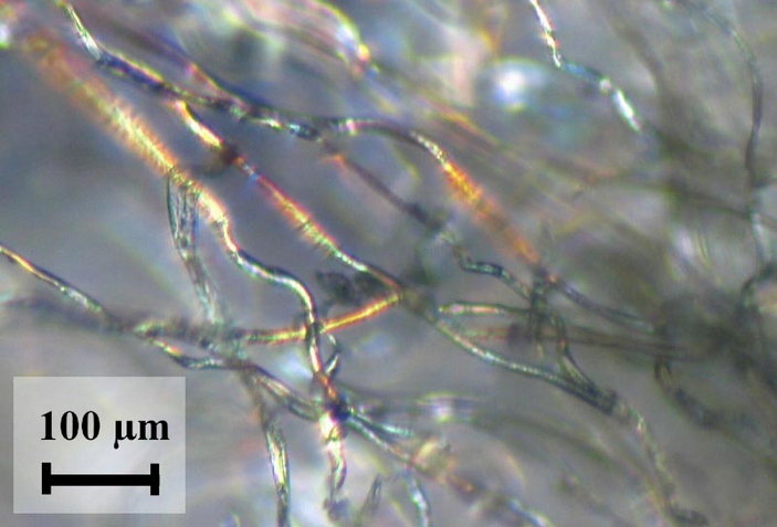 Волоски в оптическом микроскопе