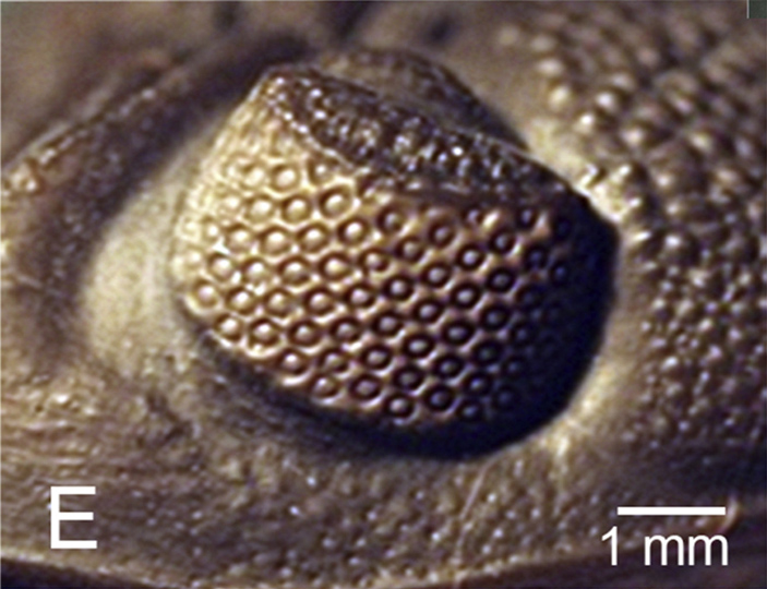 Глаз трилобита Eldredgeops crassituberculata