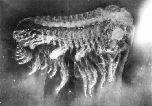 Ожелезненный трилобит Phacops sp.