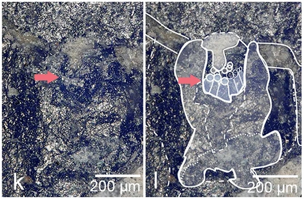 Продольный срез зрительной системы трилобита Phacops imitator
