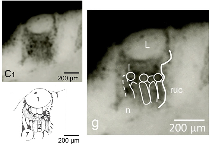 Фото зрительной субъединицы трилобита Barrandeops cf. granulop