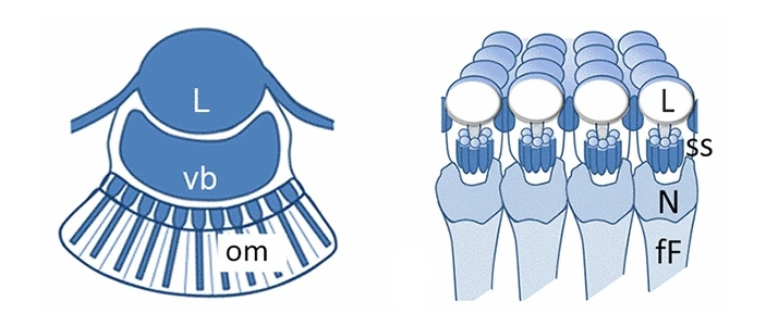 Глаза бокоплава Ampelisca callopia и трилобита Geesops schlotheimi