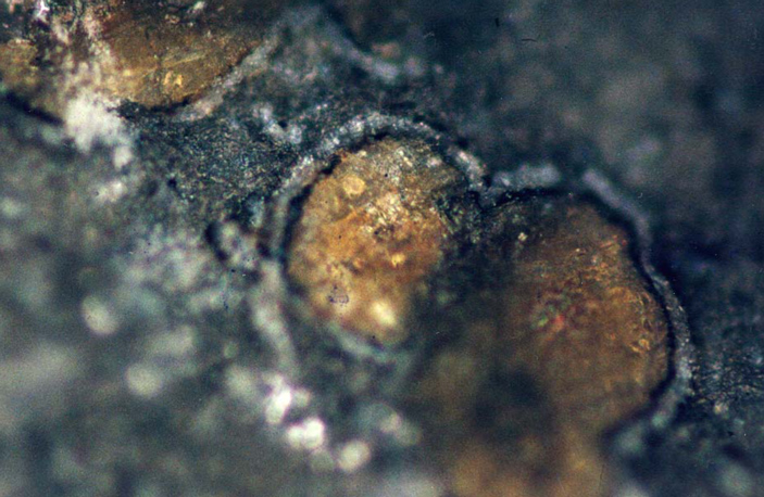 Рис. 3. Карбонатные включения — глобулы — в метеорите ALH 84001