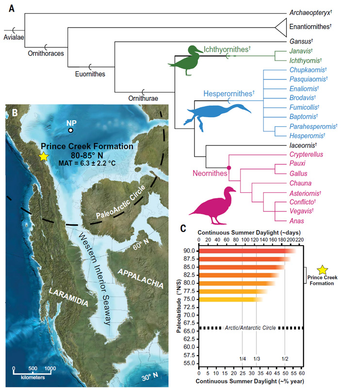 Рис. 3. Ключевые филогенетические связи между птицами, местоположение и палеоэкологические условия формации Принс-Крик