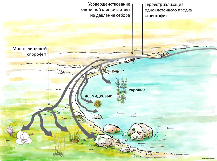 Рис. 3. Сценарий эволюции стрептофит, соответствующий представлениям Стеббинса и Хилла