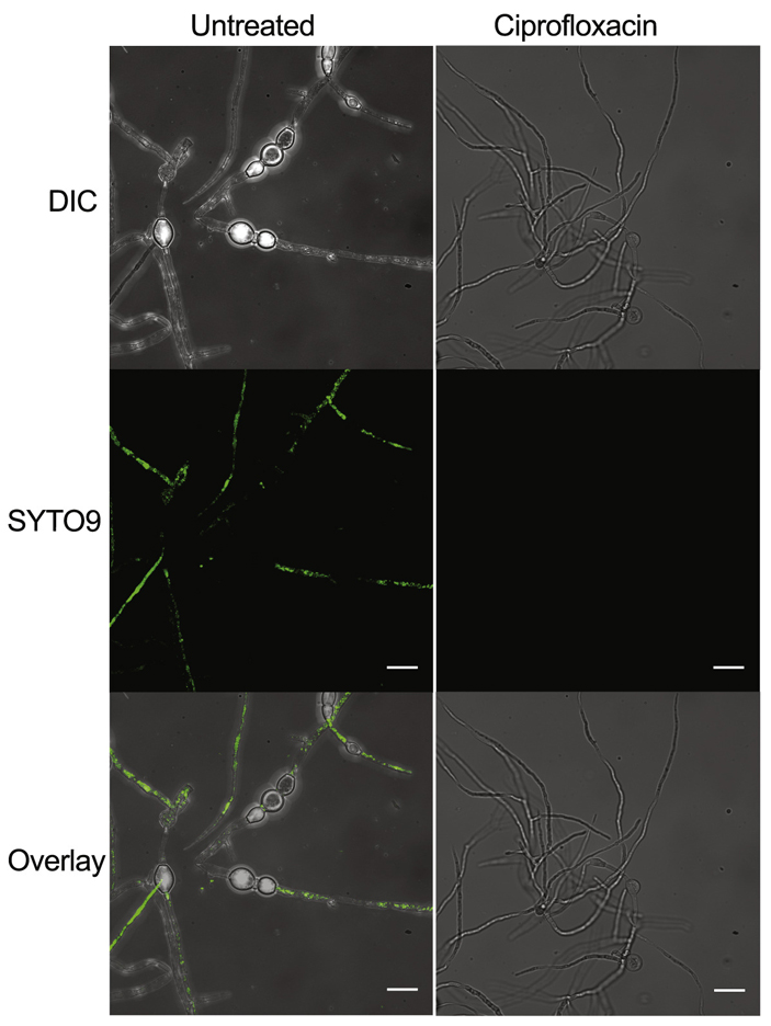 Рис. 2. Клетки бактерии R. picketii в гифах R. microsposus