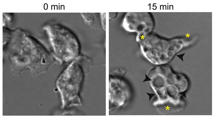 Рис. 3. Амебоидные клетки D. discoideum до и после добавления среды
