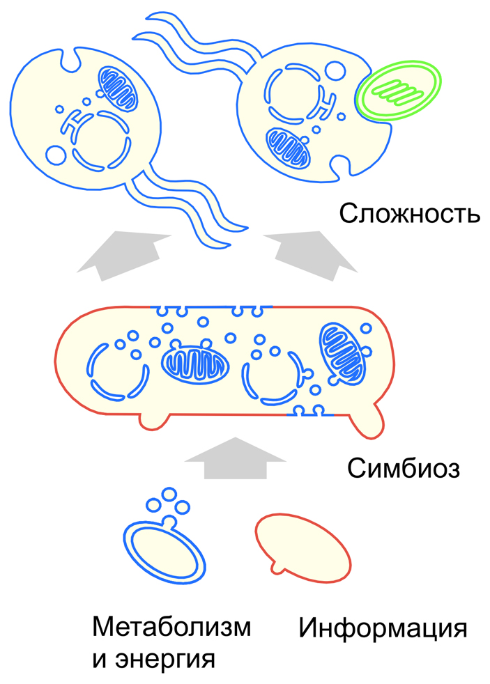 Рис. 2. Бактериальные и архейные компоненты эукариотной клетки