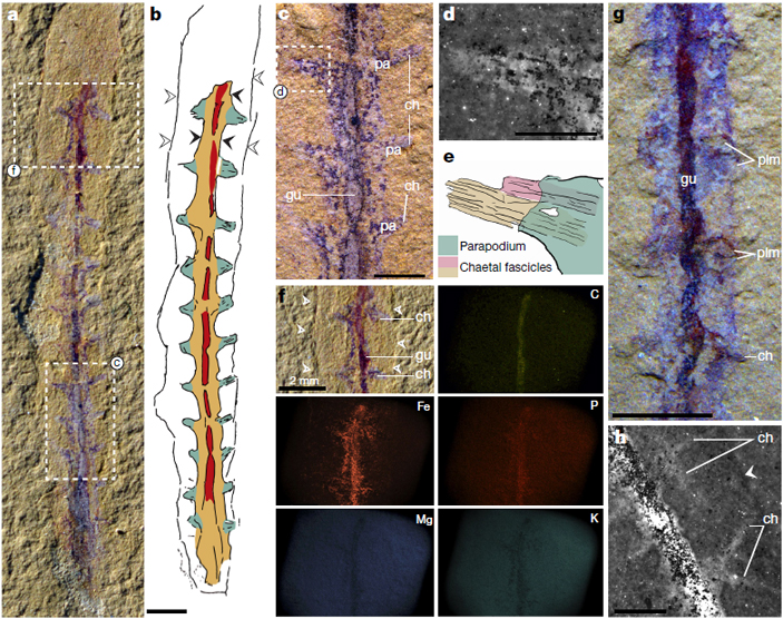 Рис. 5. Детали строения Dannychaeta tucolus