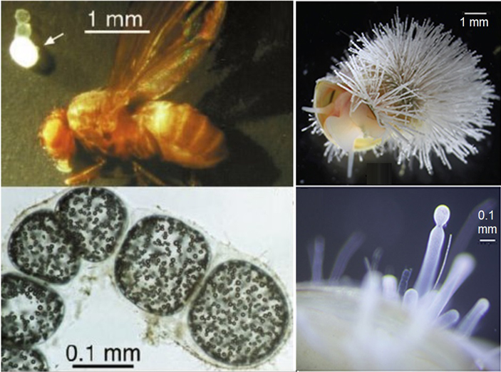 Рис. 2. Бактерии рода Thiomargarita — ближайшие родственники открытого недавно вида гигантских бактерий с Карибских островов