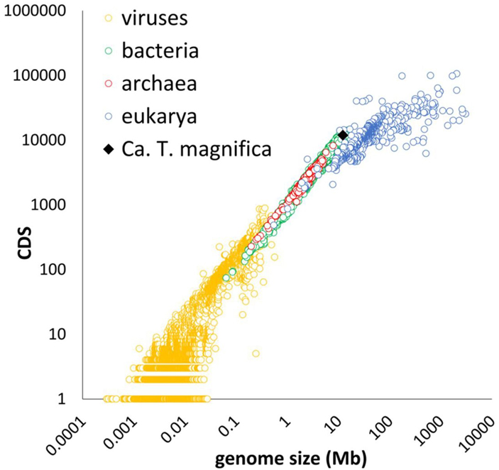 Рис. 5. Размеры геномов представителей основных групп живых организмов