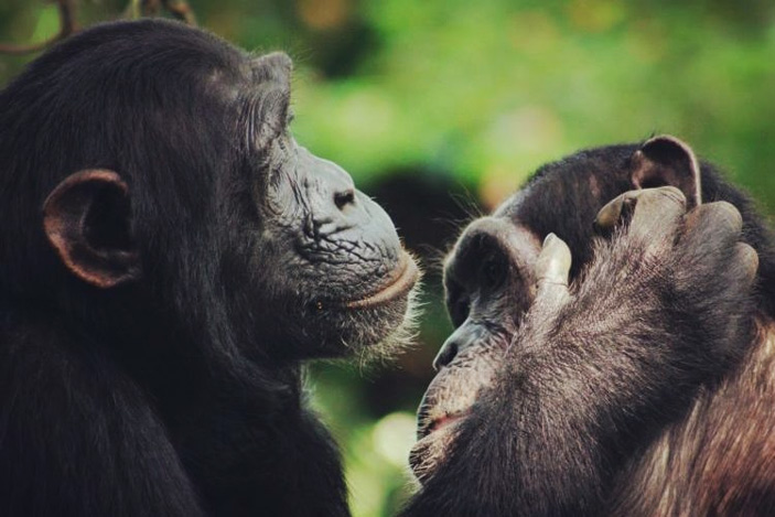 Рис. 1. Социальный груминг у шимпанзе