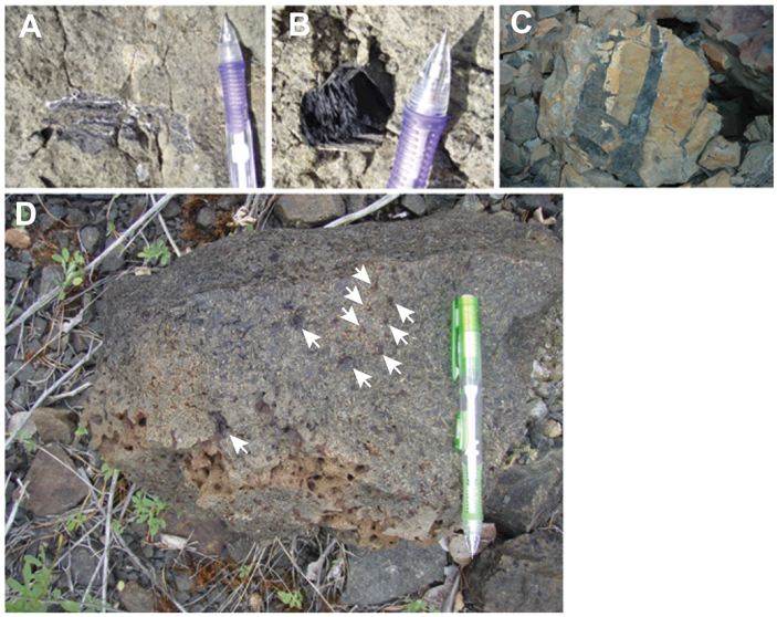 Рис. 4. Органические включения в пирокластических породах Сибирской трапповой провинции