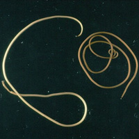 Взрослые волосатики Paragordius tricuspidatus