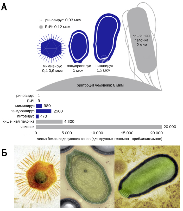Рис. 1. Гигантские вирусы
