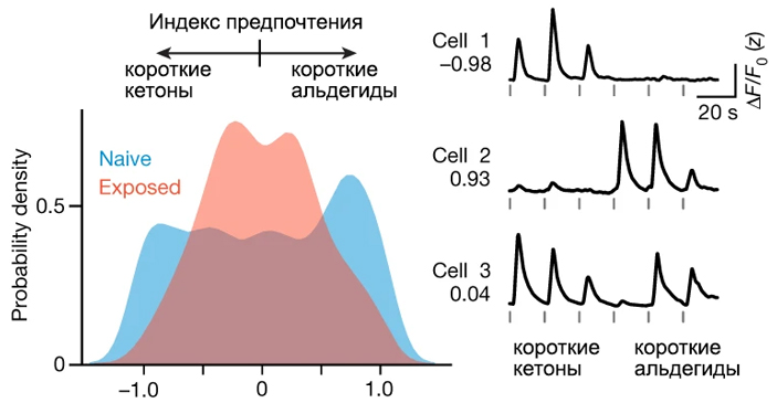 Количественный индекс, показывающий возбуждение в пириформной коре в ответ на запахи