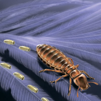 Рис. 1. Общий вид пера энанциорнисовой птицы из бирманского янтаря, на котором были найдены яйца пухоедов