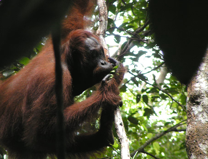 Этот молодой орангутан надеется отпугнуть хищника, издавая более низкий сигнал тревоги