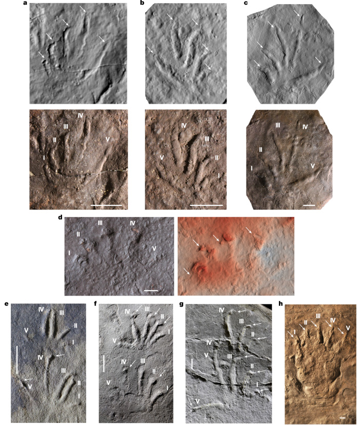 Рис. 3. Сравнение следа из Сноуи-Плэйнс со следами других ранних амниот