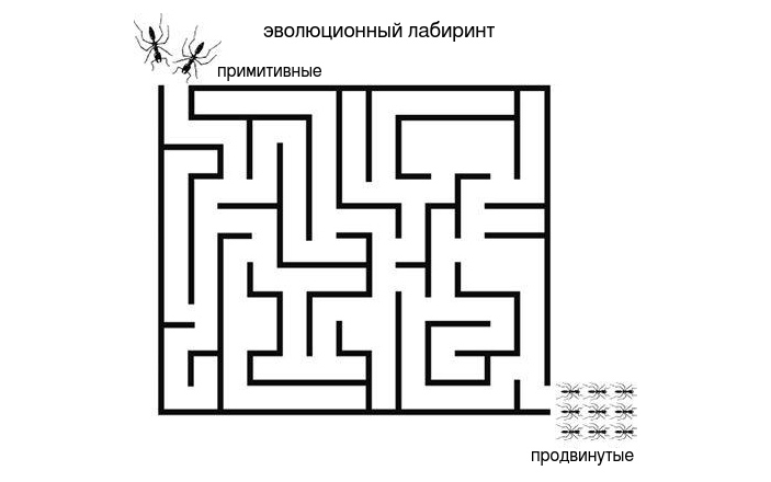 Рис. 2. Муравьи в лабиринте эволюции