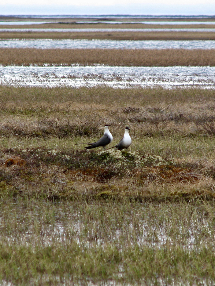 Рис. 3. Клептопаразиты поморники